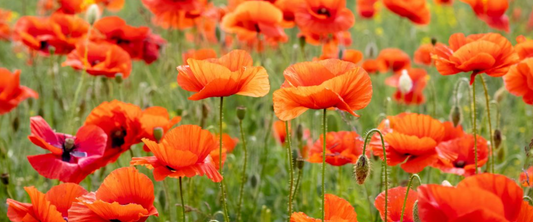 Poppies: August's Flower of the Month