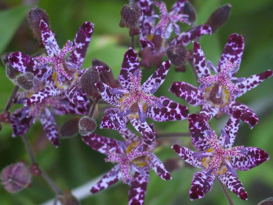 Toad Lily: April's Flower of the Month