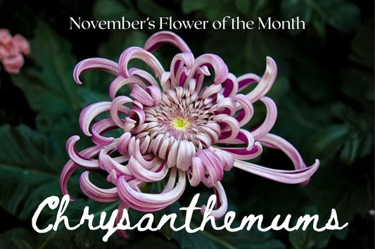 November: Chrysanthemums