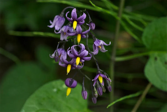 October: Woody Nightshade