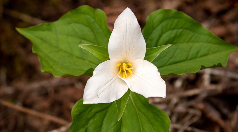 Trillium: April's Flower of the Month