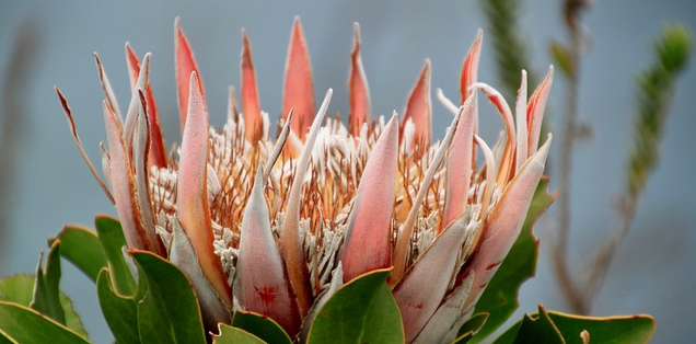 June: King Protea