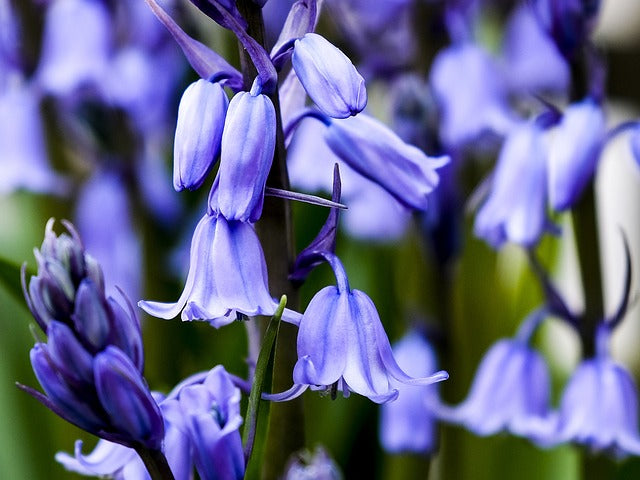 November's Flower of the Month" Bluebells