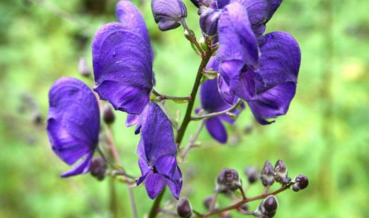 Wolfsbane: October's Flower of the Month