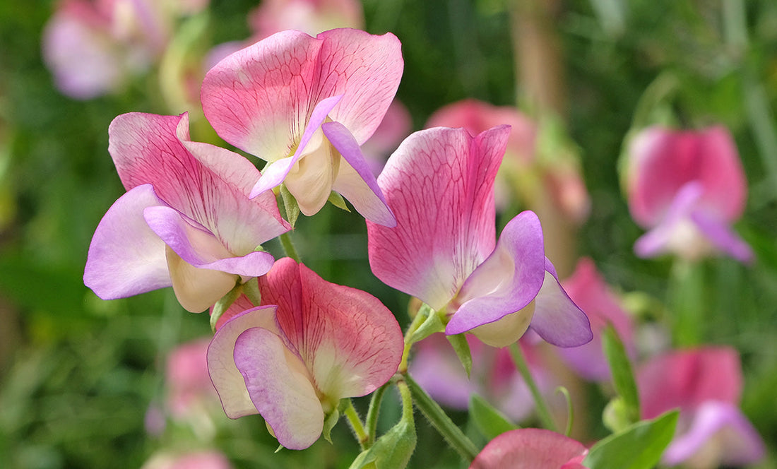 Sweet Pea: March's Flower of the Month