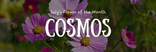 Cosmos: July's Flower of the Month