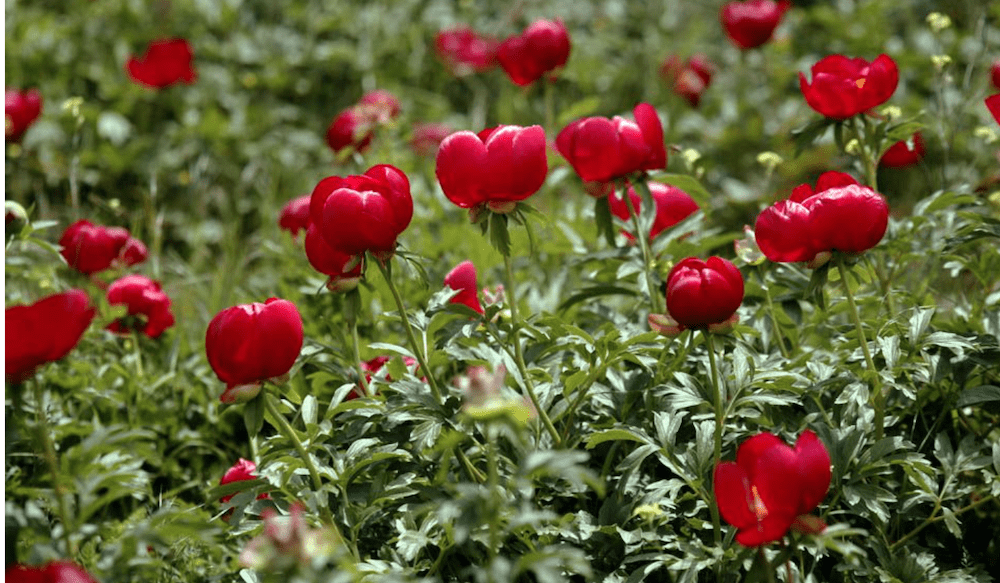 July: Romania's National Flower the Peony – Entangled Roots