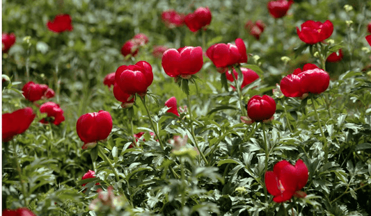 July: Romania's National Flower the Peony