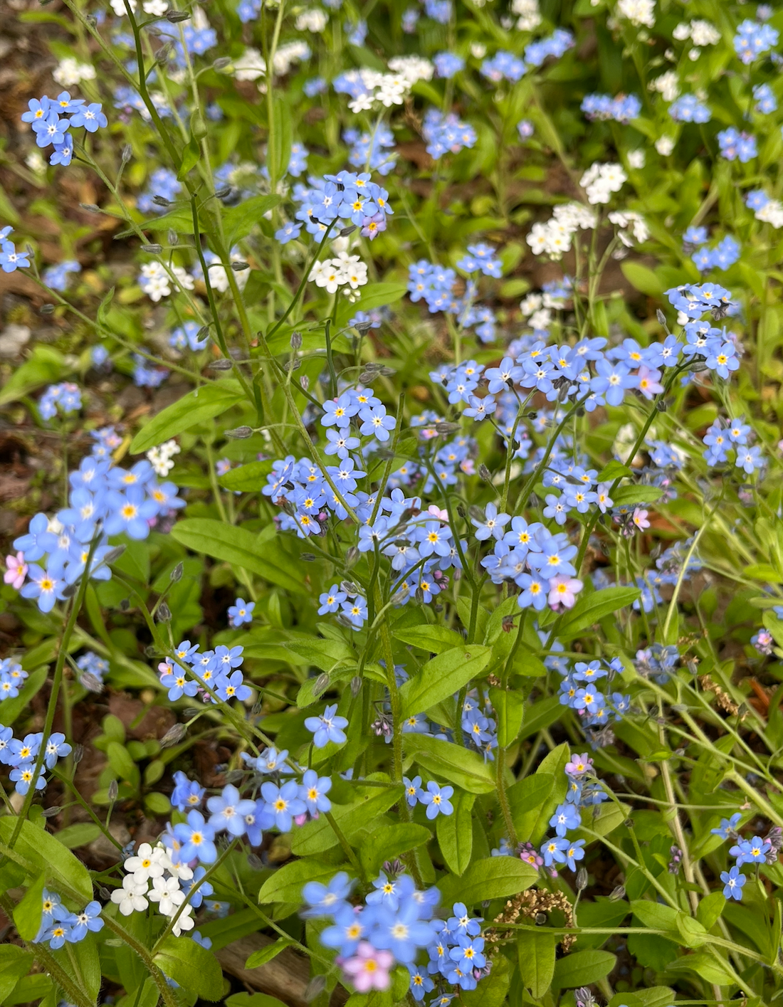 June: Forget-Me-Not