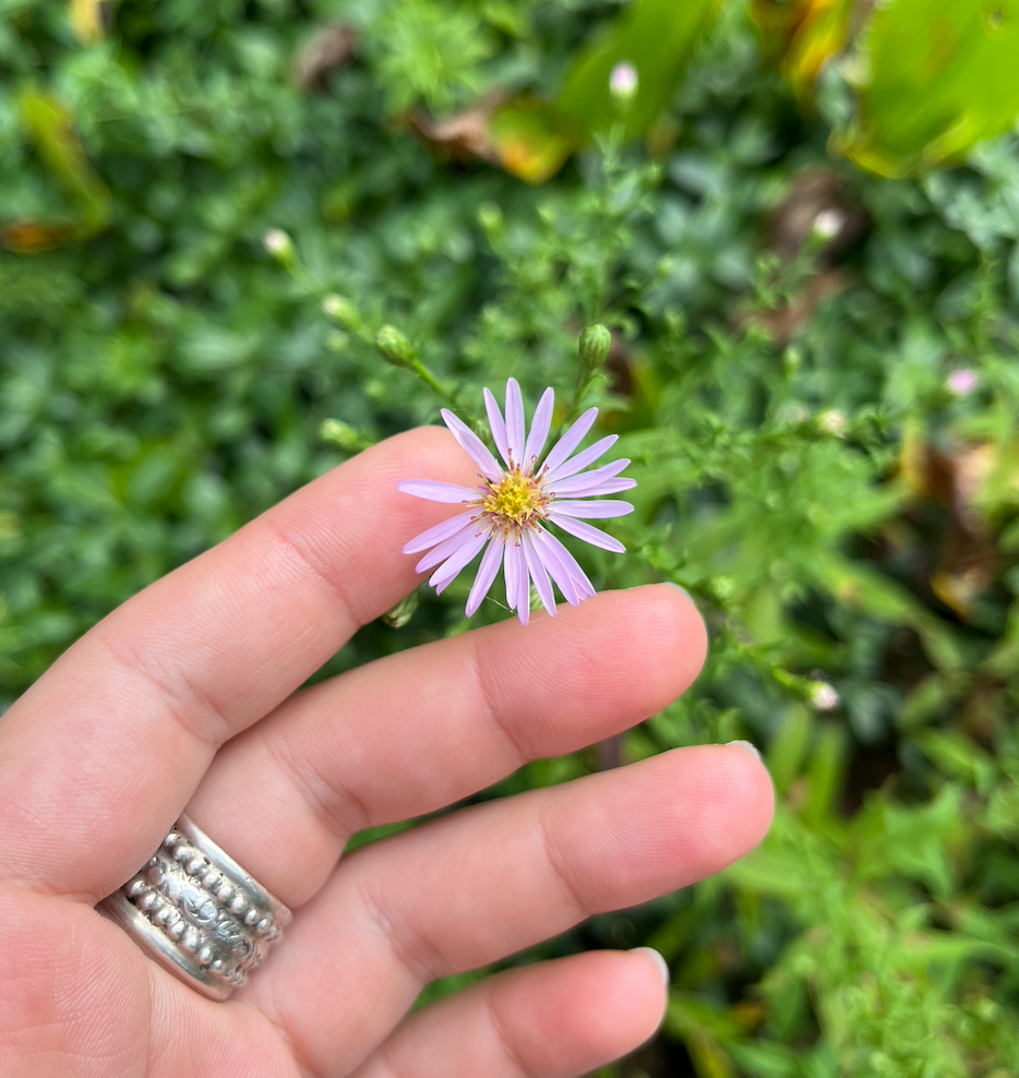 September: Asters