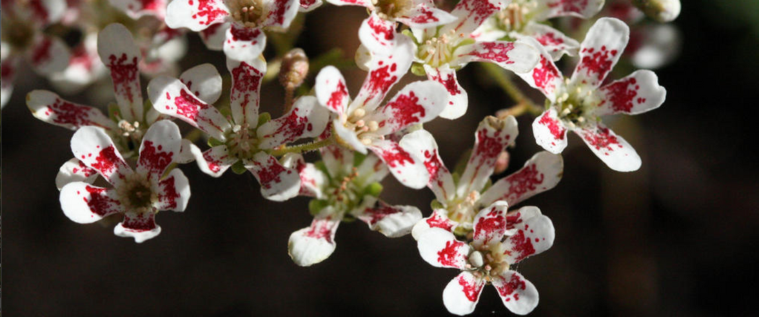 March: Saxifrage