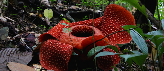 May: Indonesia's Corpse Flower