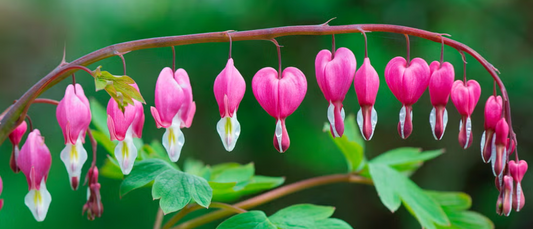 Bleeding Hearts: May's Flower of the Month