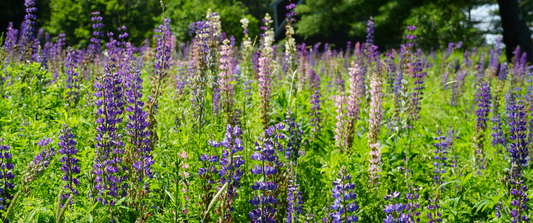 Lupine: June's Flower of the Month
