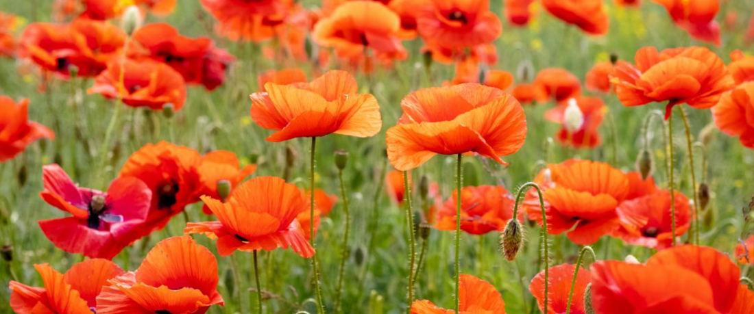 Poppies: August's Flower of the Month