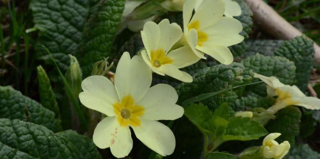 Primrose: February's Flower of the Month