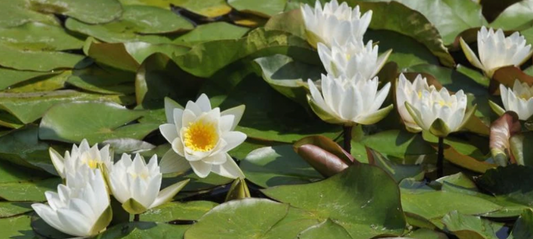 Water Lilies: August's Flower of the Month