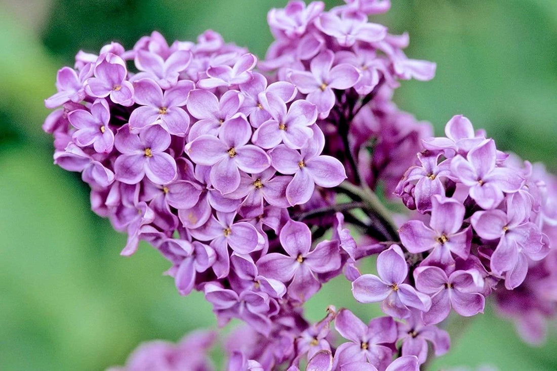 Lilac: June's Flower of the Month