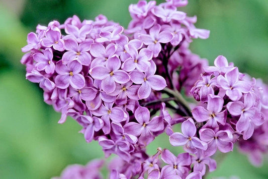 Lilac: June's Flower of the Month