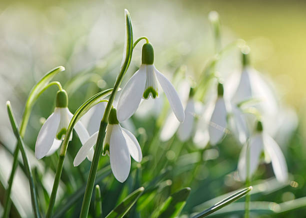 Snowdrops: January's Flower of the Month