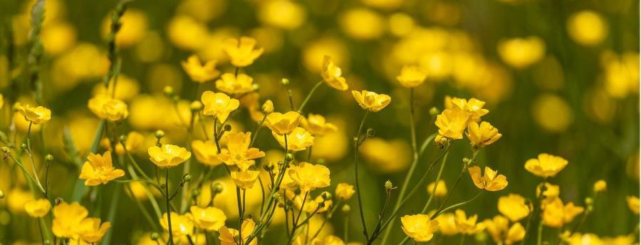 Buttercups: July's Flower of the Month