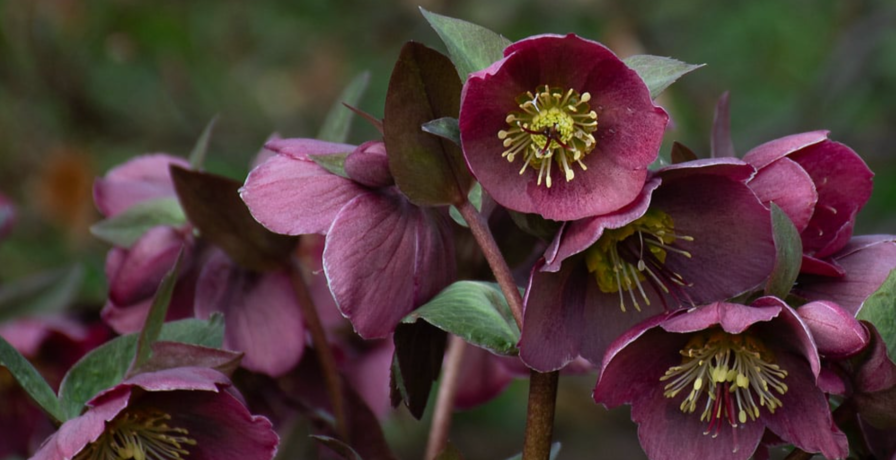 December: Hellebore – Entangled Roots