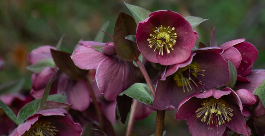 December: Hellebore