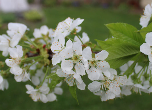 August: Japan's National Flower the Cherry Blossom