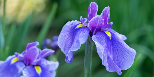 The Iris: February's Flower of the Month