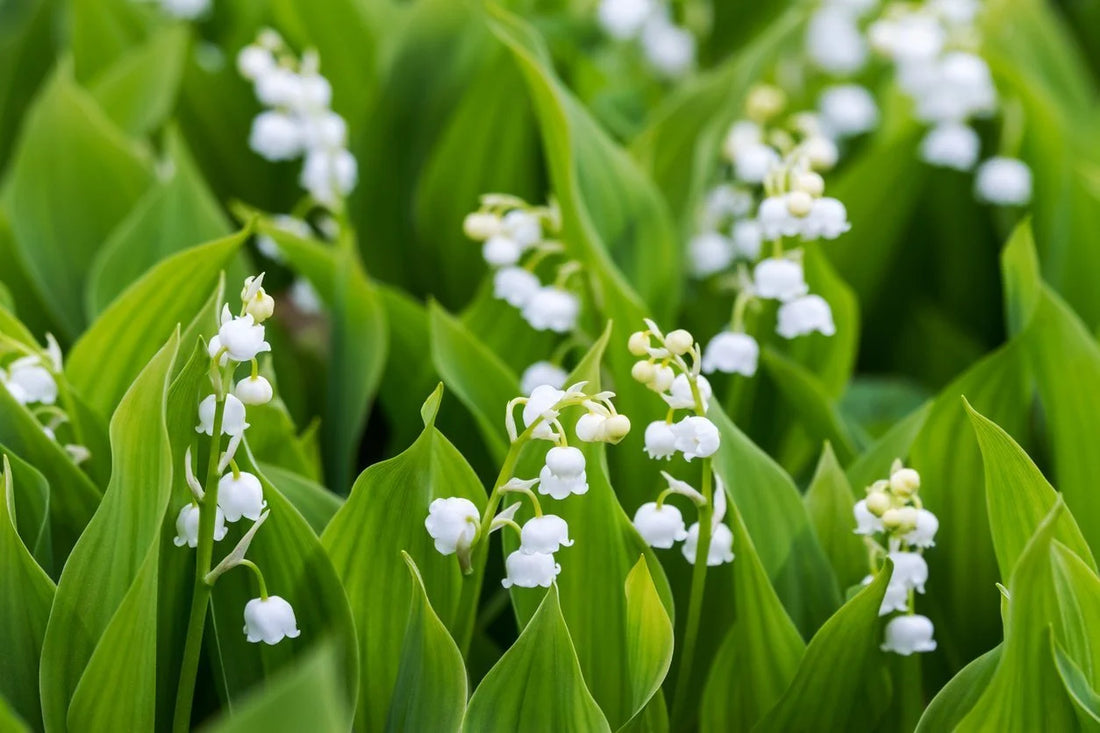 August: Lily of the Valley