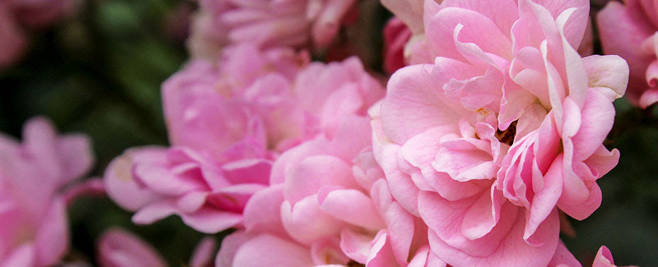 February Pink Roses February: the Rose – Entangled Roots