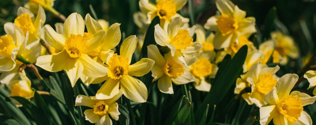 Daffodil: March's Flower of the Month