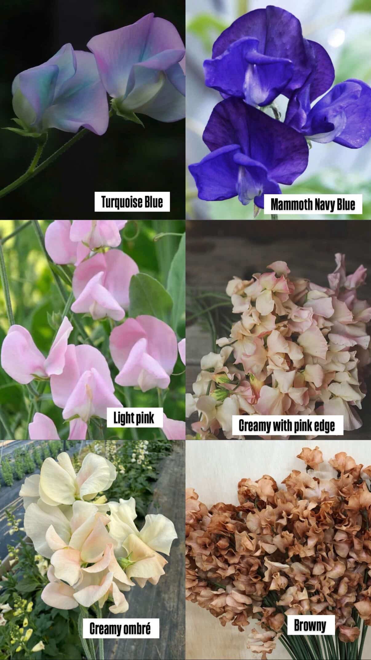 Collage of different colored sweet pea flowers with labels.